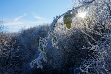 Season winter forest photo