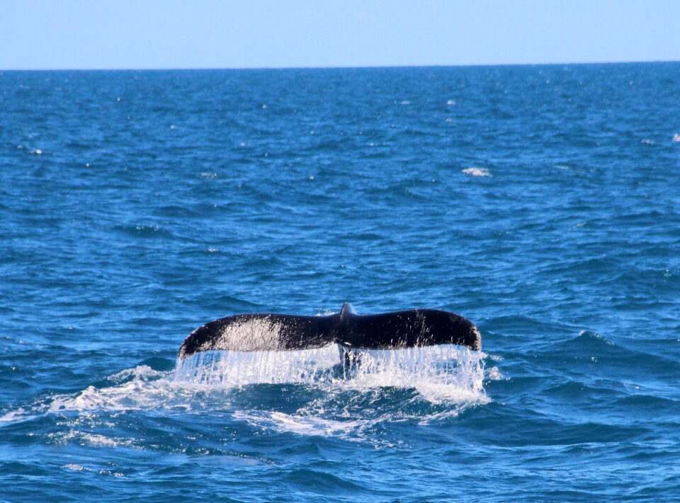 Animals tail ocean