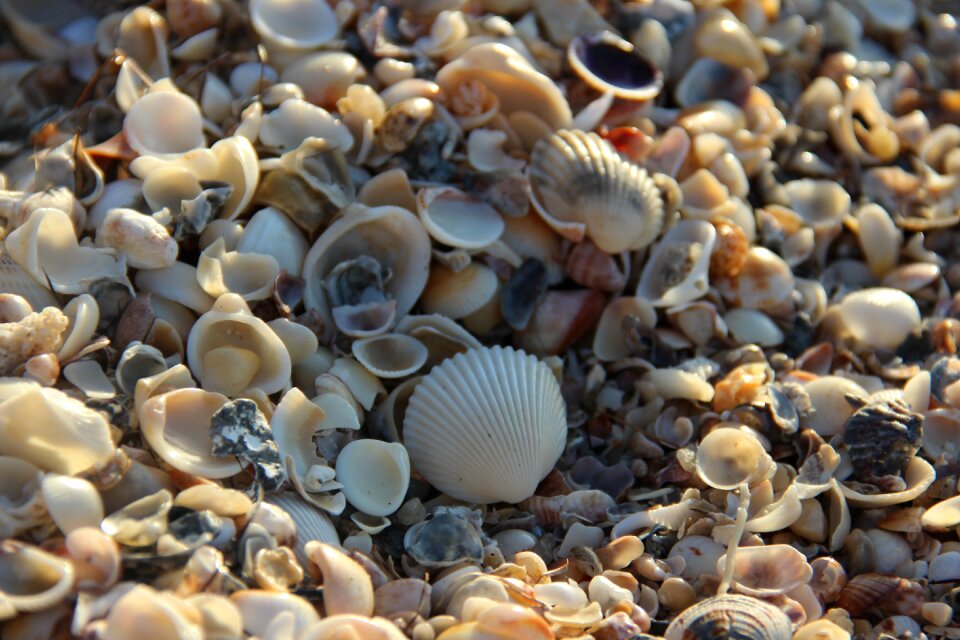 Mar beach texture