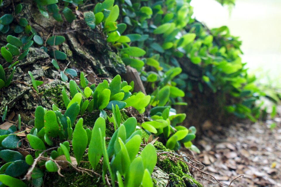 Nature plant tree