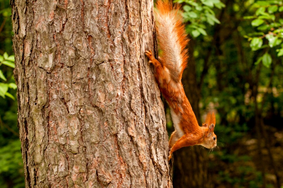 Tree forest rodents