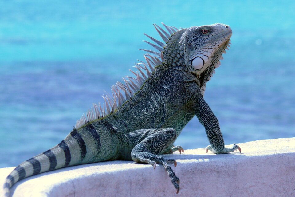 Iguana reptile animal