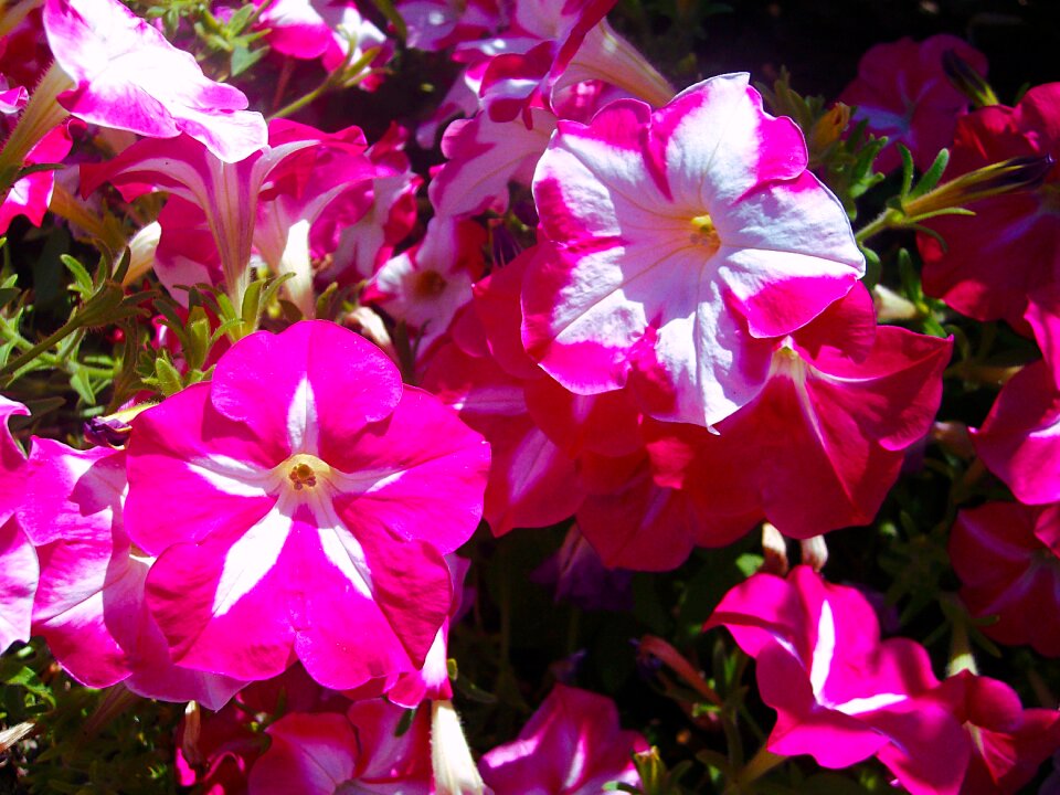 Petunia pink plants
