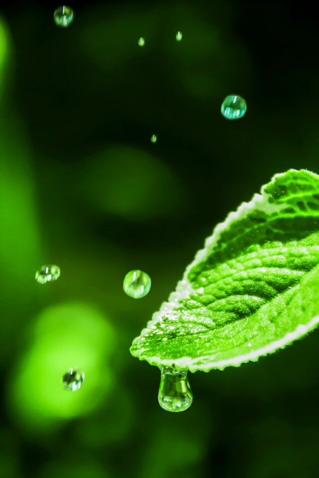 Dripping dew water