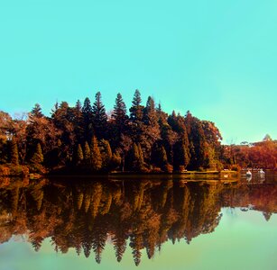 Green forest blue sky
