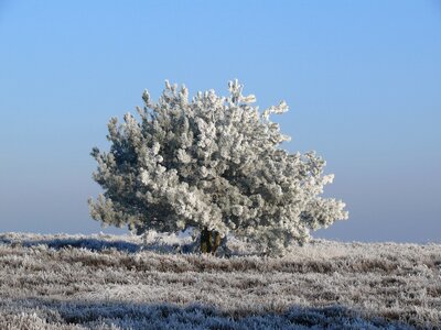 Frost nature cold