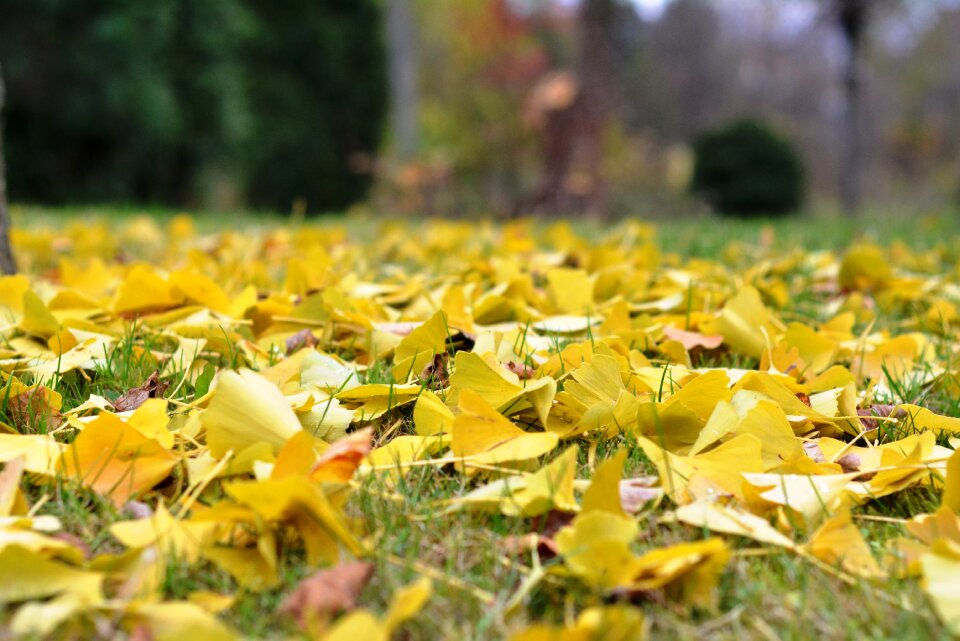 Ginkgo yellow leaves autumn leaves