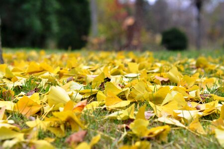 Ginkgo yellow leaves autumn leaves photo