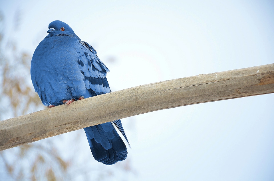 Flying wings pigeons photo