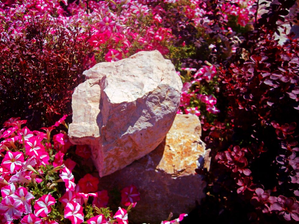 Pink plants garden