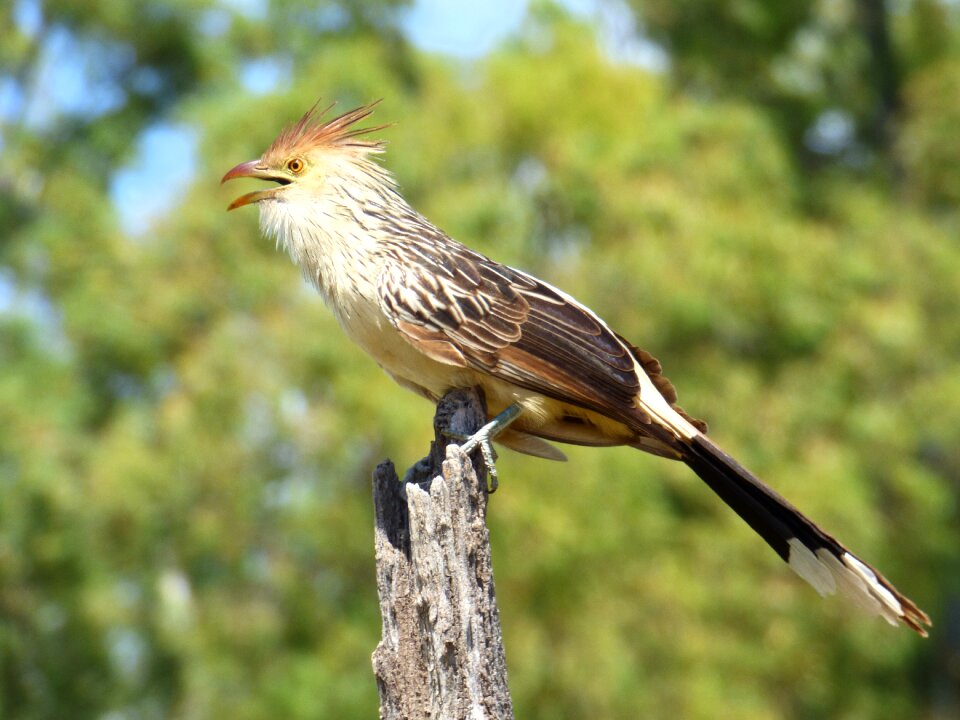 I pirincho guira cuckoo south amarica