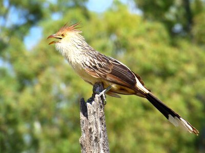 I pirincho guira cuckoo south amarica