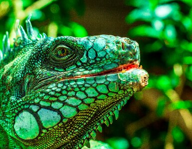 Reptile animal lizard