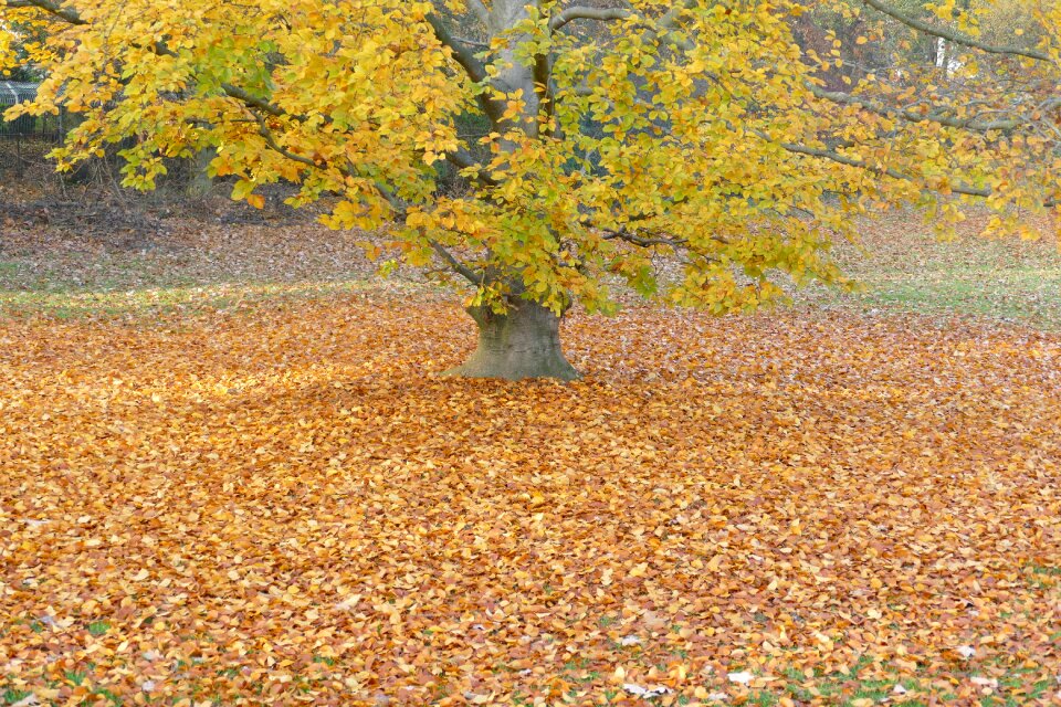 Nature autumn light leaves