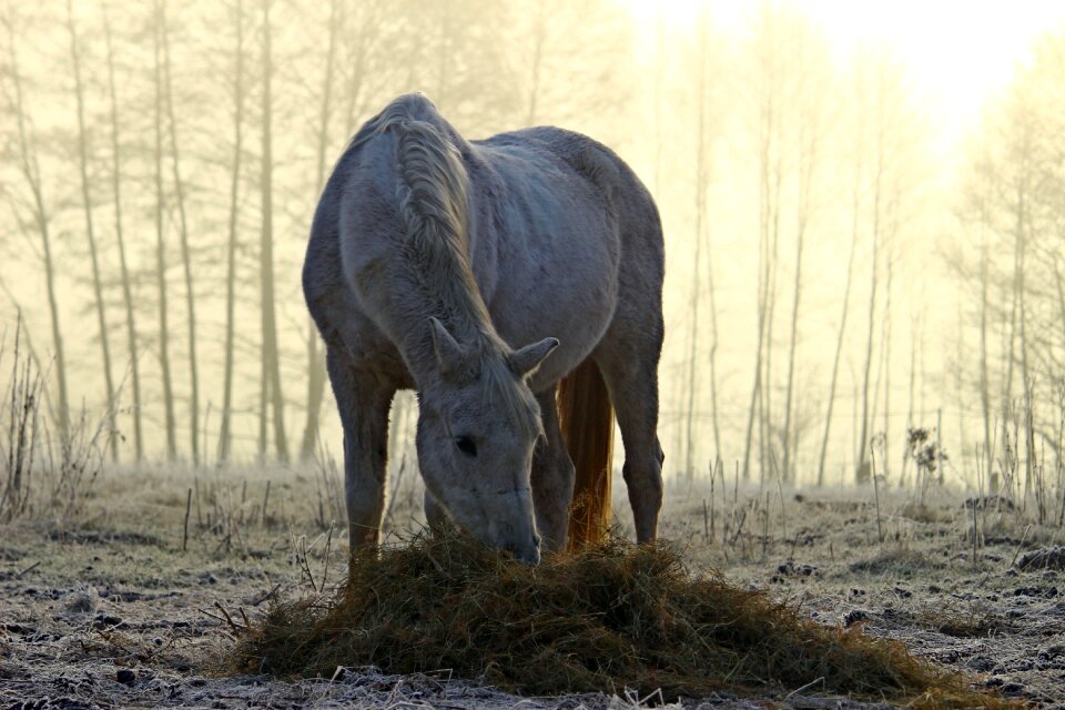 Morning mist feeding hay