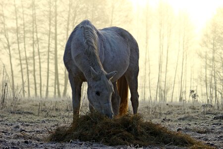 Morning mist feeding hay photo