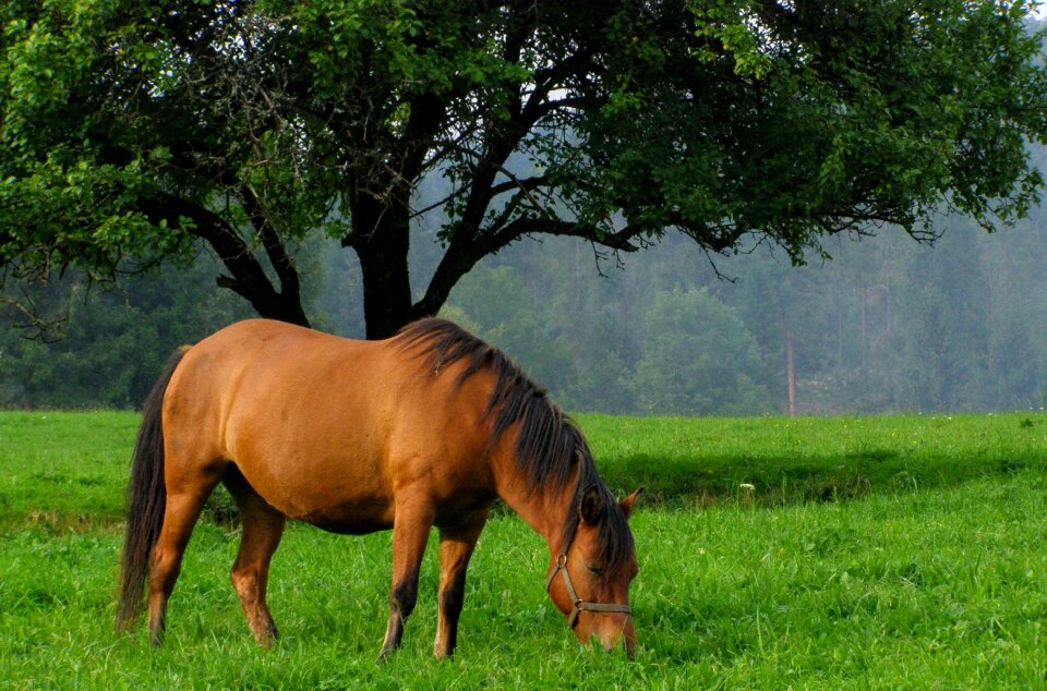 The horse nature bieszczady