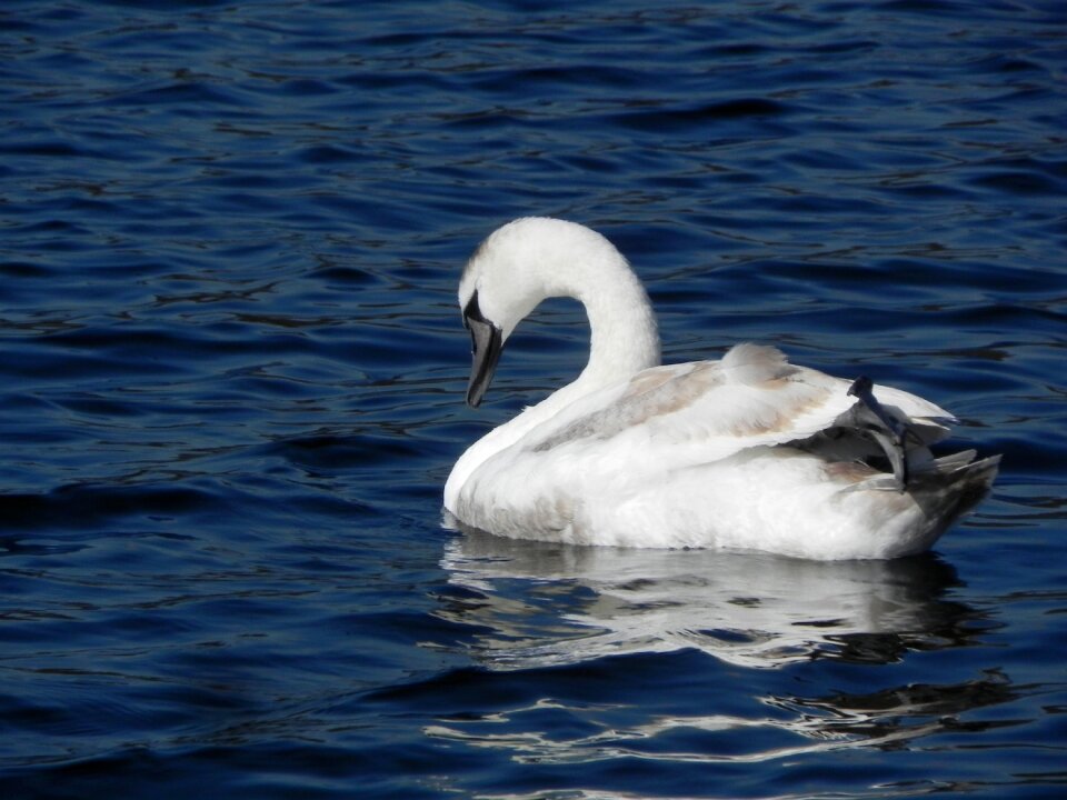 Bird wildlife white