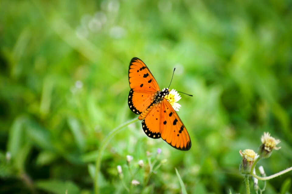 Insect natural wing