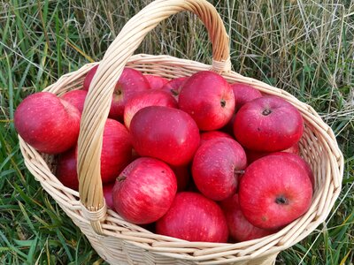 Basket harvest autumn