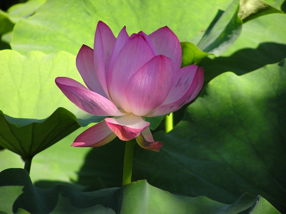 Water lily flower pond