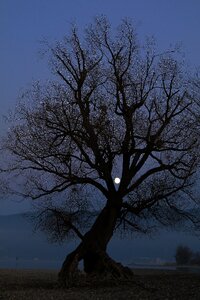 Night twilight full moon