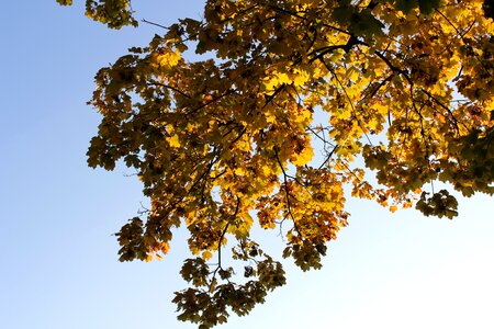 Season autumn blue sky photo