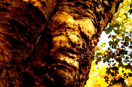 Log old tree tree face photo