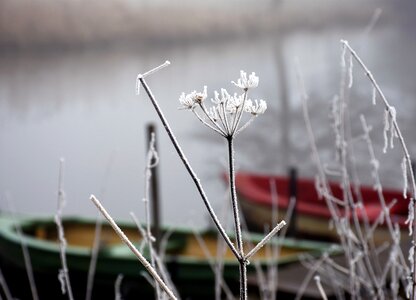 Dreams wintry hoarfrost