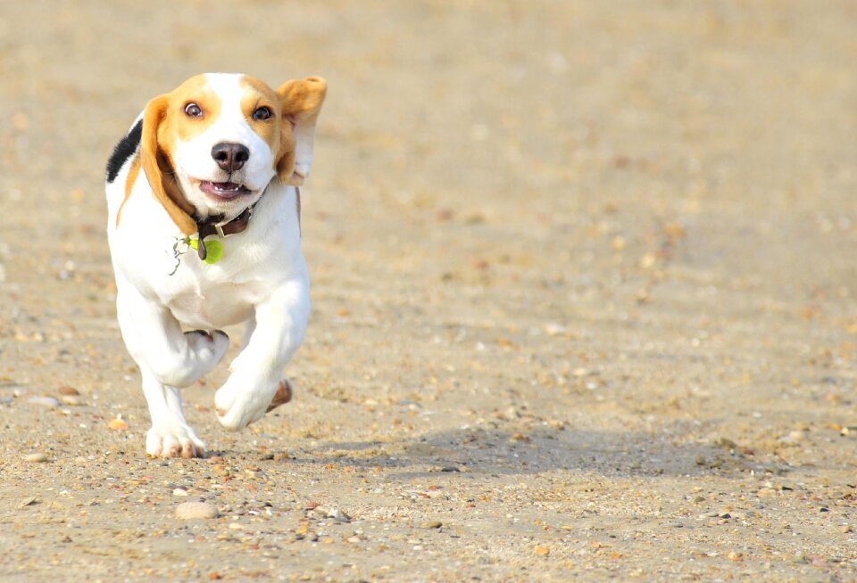 Beag beagle mammals