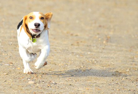 Beag beagle mammals