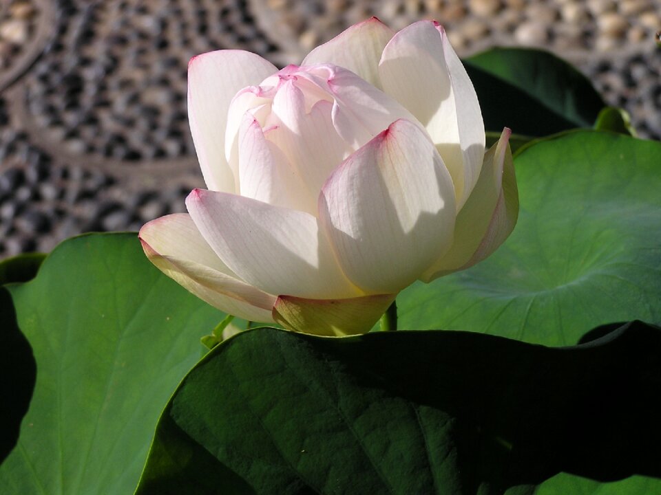 Flower pond pale pink