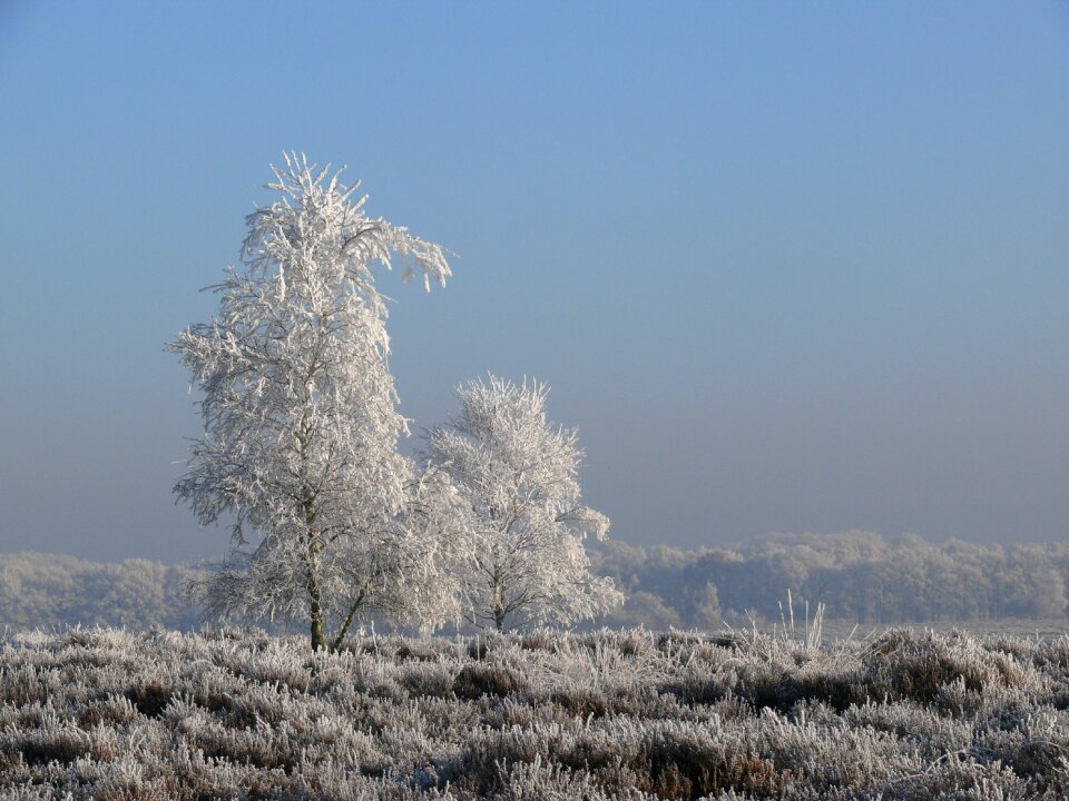 Frost nature cold