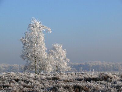 Frost nature cold