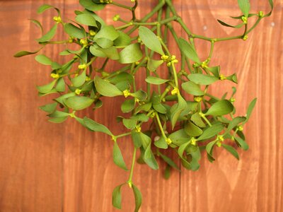 Plant happy holidays green