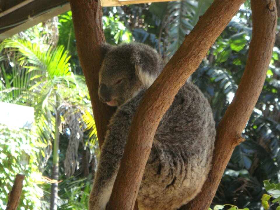 Animal zoo sleep photo