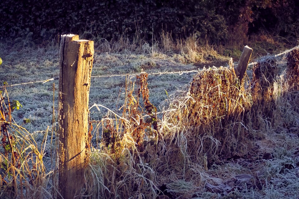 Bluegrass fence fence post