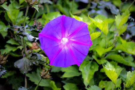 Purple garden purple petunia