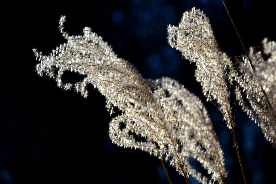 Nature blade of grass plant