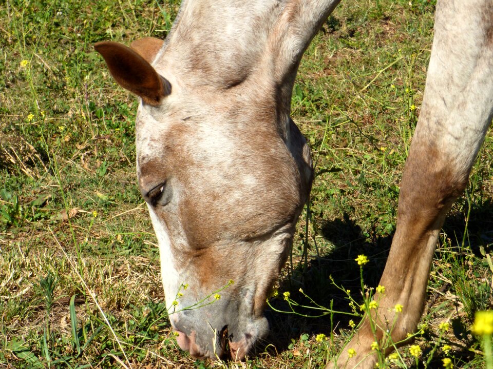 Animal four legged horse