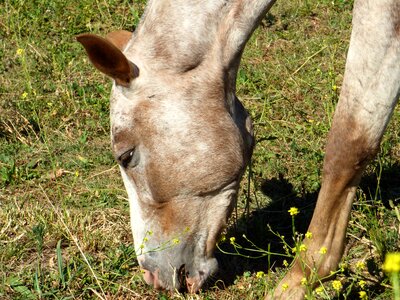 Animal four legged horse photo