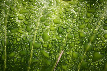 Green dew