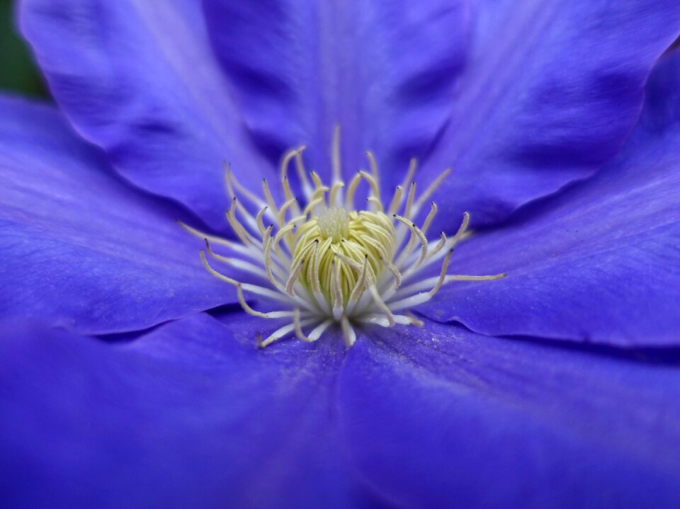Garden purple macro