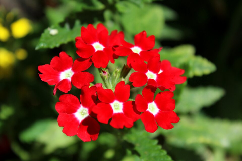 Plant decorative summer