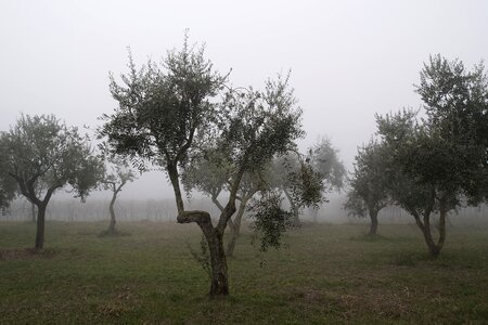 Fog agriculture nature