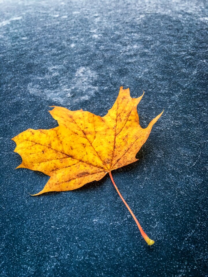 Hoarfrost leaf leaves