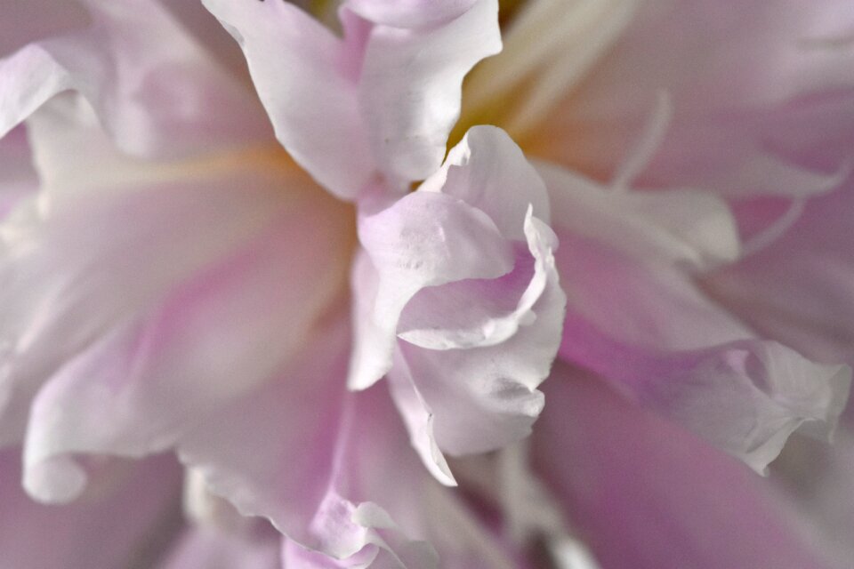 Peony close up tender photo