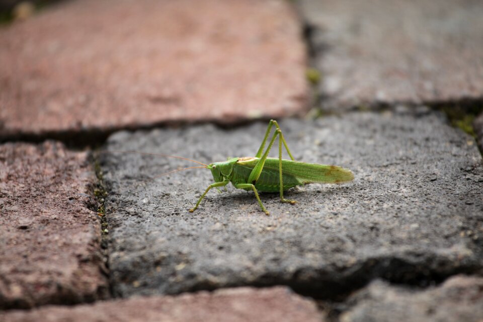 Grasshopper home insect