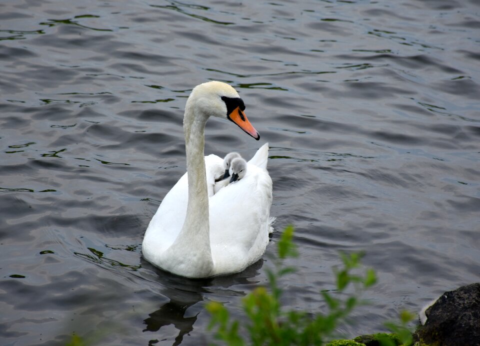Schwanen-children pond white bird