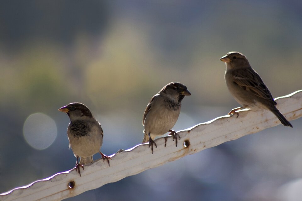 Birds bokeh bird